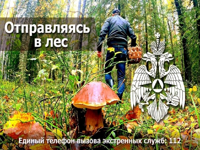 Отправляясь в лес, помни о правилах безопасности.