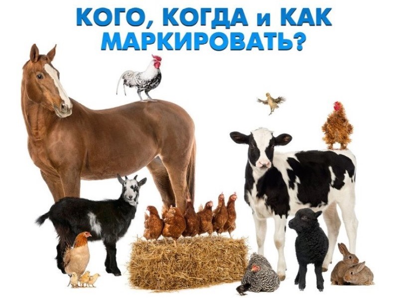 Информация для населения по маркированию домашних животных.